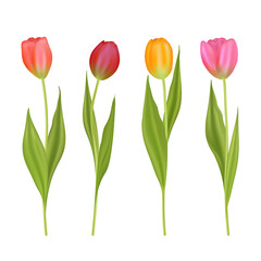 Isolated tulips flowers. Tulip red, orange flower blossom, spring bloom illustration