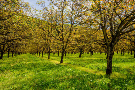Culture de Noyers pr&egrave;s de Grenoble