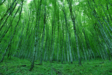 Fototapeta na wymiar GREEN FOREST WITH TREES IN SPRING