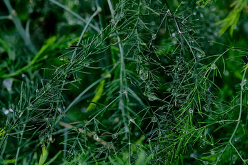 grass with water drops