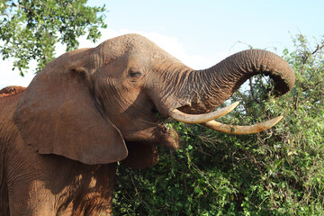 Afrikanischer Elefant / African elephant / Loxodonta africana