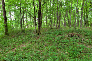 Fototapeta premium GREEN FOREST WITH TREES IN SPRING