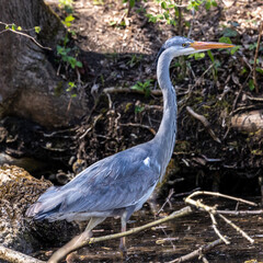 Grey heron, Ardea cinerea, a massive gray bird wading through a flat lake searching for fish