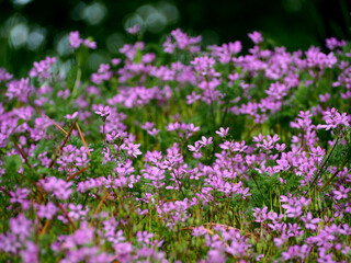 many small pink flowers grow in the park on a spring day side view