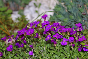 close up of a bouquet of flowers in a garden