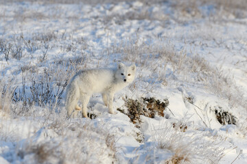  Wild arctic fox (Vulpes Lagopus) in tundra in winter time.