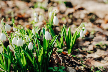 Snowdrops in a clearing in the forest. Spring primroses