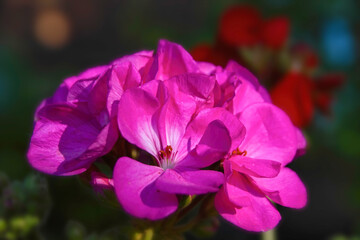 Macro closeup fuchsia geranium in bloom under sunlight - obrazy, fototapety, plakaty