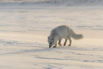  Wild arctic fox (Vulpes Lagopus) in tundra in winter time.