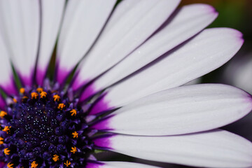 Blume