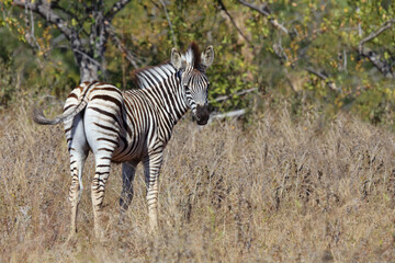 Obraz premium Steppenzebra / Burchell's zebra / Equus burchellii....