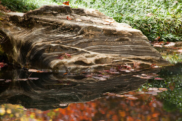 Plants reflected in water