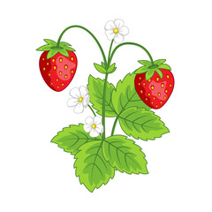 Cartoon illustration of strawberry. Low-growing plant which produces the strawberry, a sweet soft red fruit with a seed-studded surface.