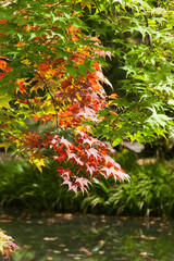 Leaves changing in the Fall