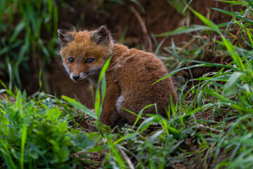 young fox (vulpes vulpes) of a few weeks old discovering the world and practicing his hunting skills to survive in the big world.
