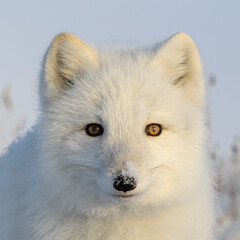 Beautiful arctic fox in wilde winter tundra.