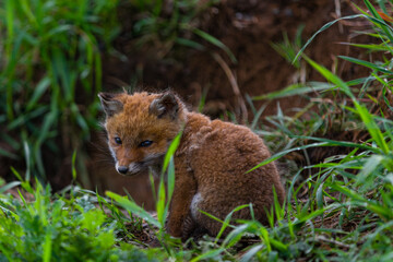 young fox (vulpes vulpes) of a few weeks old discovering the world and practicing his hunting skills to survive in the big world.