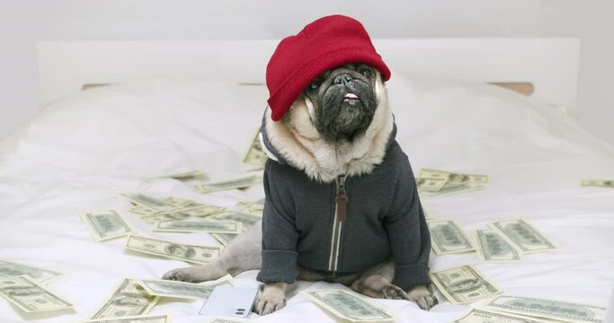 Cute pug dog sitting on white bed with lot of money, bunch of fake, souvenir bills and trendy smartphone. Dog dressed hip hop look. Funny rich, luxury dog concept. Passive income with smartphone app