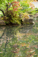 Fototapeta na wymiar Plants reflected in water