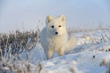 Wild arctic fox (Vulpes Lagopus) in tundra in winter time. White arctic fox close up.