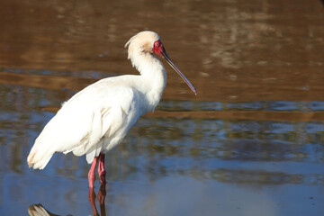 Afrikanischer L&ouml;ffler / African spoonbill / Platalea alba