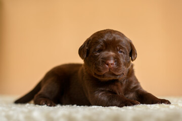Newborn pappy chocolate labrador laying  isolated