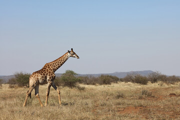 Giraffe / Giraffe / Giraffa camelopardalis