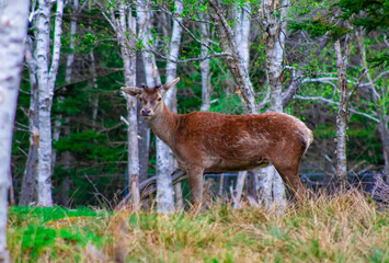 Deer
