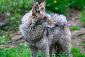 Fototapeta premium Coyote