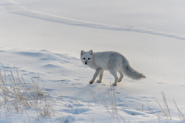 Arctic fox in winter time in Siberian tundra