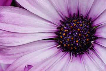 Fototapeta premium Blume