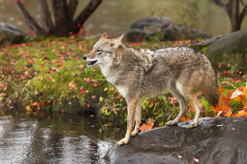 Coyote (Canis latrans) Stands on Rock Mouth Open Looking Left Autumn