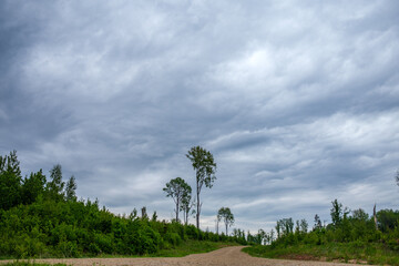 Obraz premium tourism pathway in the summer green park