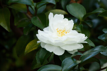 White Camelila growing on a bush