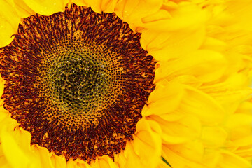 Blume