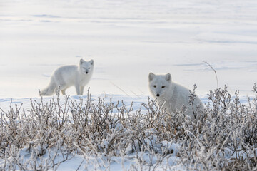 Two young arctic foxes (Vulpes Lagopus) in wilde tundra. Arctic fox playing.