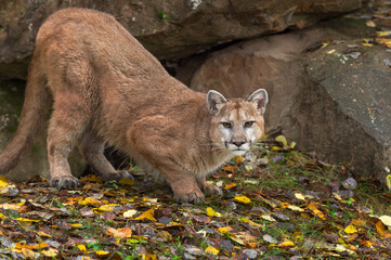 Cougar (Puma concolor) Crouches Near Rock Densite Autumn