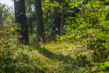 wet sunny autumn day in forest with few leaves on the trees