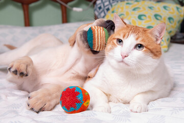 Fototapeta na wymiar Precioso cachorro de Labrador Retriever jugando con su amigo el gato con el que comparte juguetes