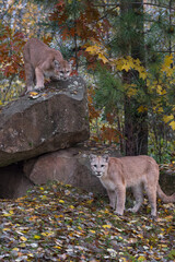 Fototapeta premium Cougar (Puma concolor) On Rock Den Preps to Pounce on Second Below Autumn