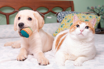 Precioso cachorro de Labrador Retriever jugando con su amigo el gato con el que comparte juguetes