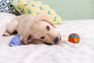 Precioso cachorro de Labrador Retriever