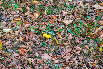 dry tree leaves texture on forest floor