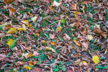 dry tree leaves texture on forest floor