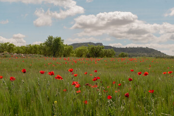 Fototapeta na wymiar A field of red poppies inside a green field of wheat and the background is a blue sky with some white clouds.