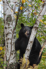 Obraz na płótnie Canvas Black Bear (Ursus americanus) Sits in Clump of Birch Trees Autumn