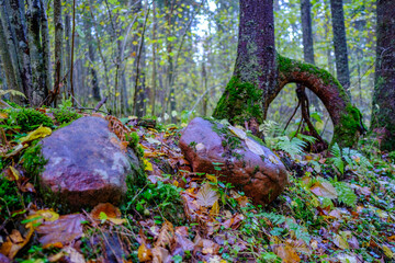 wet sunny autumn day in forest with few leaves on the trees