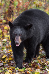 Fototapeta premium Black Bear (Ursus americanus) Saunters Forward Autumn
