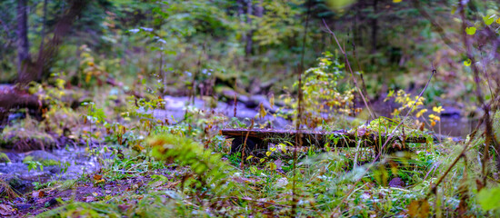 wet sunny autumn day in forest with few leaves on the trees