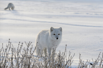 Obraz na płótnie Canvas Arctic fox in Siberian tundra in winter time.